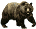 bear03.gif 